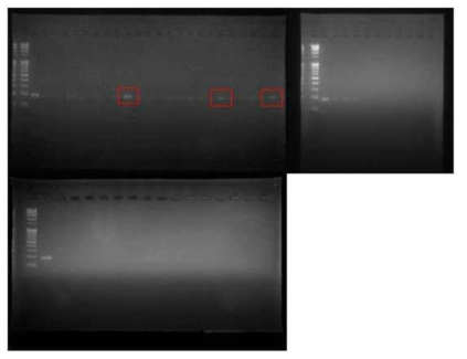 안성 매몰지의 3번 구덩이에서 채집한 이병 식물의 조직 증균과 표면을 멸균수로 세척하여 얻은 세척수를 Erwinia amylovora target primer를 사용하여 PCR한 결과 예시. 세척수 일부에서 검출반응을 보 임(적색 박스)