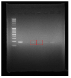 순수분리된 Leuconostoc mesenteroides 으로 PCR하여 확인한 결과