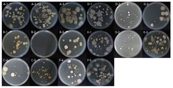 매몰지에서 채취한 토양을 TSA배지에 도말하여 배양한 결과. (A,B,C : 안성, D,E,F : 충주, 1,2,3 : 구덩이번호, 4 : Negative soil, 5 : Surface soil)