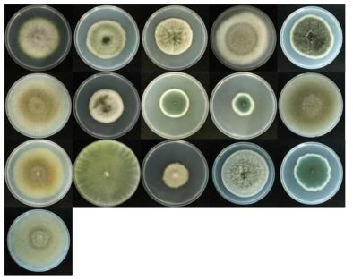 안성 매몰지의 이병식물 가지 분리된 진균의 예시 사진