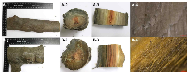 충주 첫 번째 매몰지에서 채취한 이병 줄기 사진 (A. 구덩이 1, B. 구덩이 2, 2,3. 이병식물 단면, 4. 현미경 사진)