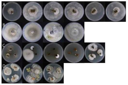 충주 매몰지에서 채취한 가지를 절단하여 PDA 배지에 올린 사진 (A. 충주1 구덩이1, B. 충주1 구덩이 2, C. 충주2 구덩이1, D. 충주2 구덩이2)