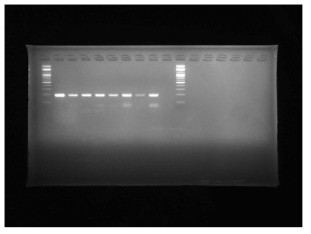 충주 첫 번째 매몰지 구덩이1에서 채취한 이병 가지 PCR 결과