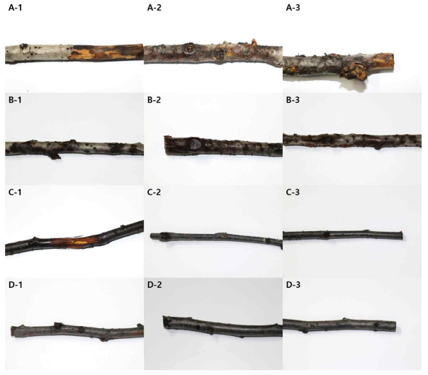 부숙 실험 후 나뭇가지의 상태 (A. 사과 control, B. 사과 접종, C. 배 control, D. 배 접종, 1. 1반복, 2. 2반복, 3. 3반복)