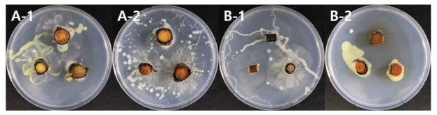부숙 실험이 완료된 나뭇가지를 잘라서 배지 위에 올린 사진 (A-1. 사과 control, A-2. 사과 접종, B-1. 배 control, B-2. 배 접종)