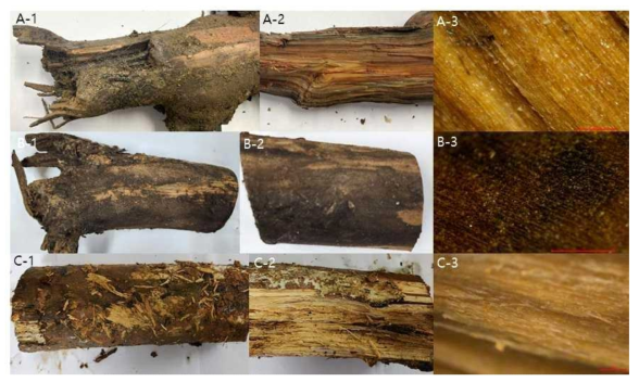 천안 매몰지에서 채취한 이병 식물 사진 예시 (A: 첫 번째 매몰지, B, C: 두 번째 매몰지, 1: 이병 식물 전체 사진, 2: 이병 식물 단면 사진, 3: 해부현미경 사진)