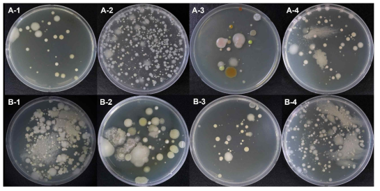 충주 매몰지에서 채취한 토양을 TSA 배지에 도말한 결과 예시(A: 구덩이 1, B: 구덩이 2, 1: middle 토 양, 2: under 토양, 3: surface 토양, 4: negative 토양)