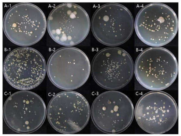 안성 매몰지에서 채취한 토양을 TSA 배지에 도말한 결과 예시(A: 첫 번째 매몰지, B: 두번째 매몰지, C: 세 번째 매몰지, 1: middle 토양, 2: under 토양, 3: surface 토양, 4: negative 토양)