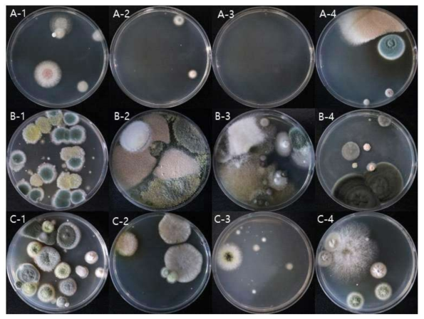 천안 매몰지에서 채취한 토양을 DG18 배지에 도말한 결과 예시(A: 첫 번째 매몰지, B, C: 두 번째 매몰지, 1: middle 토양, 2: under 토양, 3: surface 토양, 4: negative 토양)