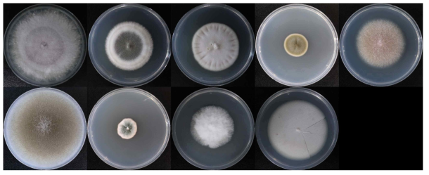 안성 첫 번째 매몰지 토양에서 순수분리된 진균 사진