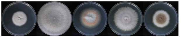 천안 첫 번째 매몰지 토양에서 순수분리된 진균 사진
