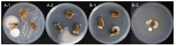 충주 매몰지에서 채취한 줄기를 절단하여 PDA 배지에 올린 사진 예시(A: 구덩이 1, B: 구덩이 2)