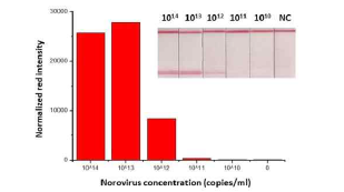 대량생산공정으로 제작한 플랫폼의 노로바이러스 농도에 따른 검출 신호 비교