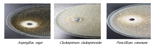 치즈 즈요 오염균 3종에 대한 P. peotosaceus M132-2의 항균활성