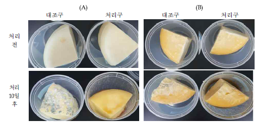 치즈에서 항균처리에 따른 부패확인 (A) 치즈 제조 1일 (B) 3개월 숙성된 치즈