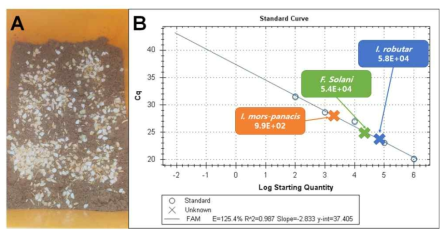 이병토양 조제(A) 및 이병토양의 병원균 밀도 결과(B)