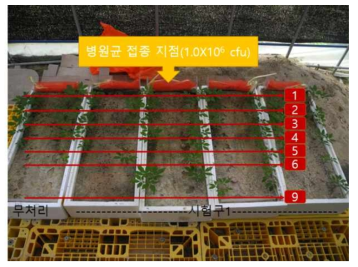 토양 속 수분 흐름에 따른 병원균 이동량 검정