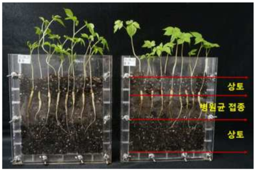묘삼(2년생)을 이용한 억제토양 뿌리썩음병 발병 유무 검정