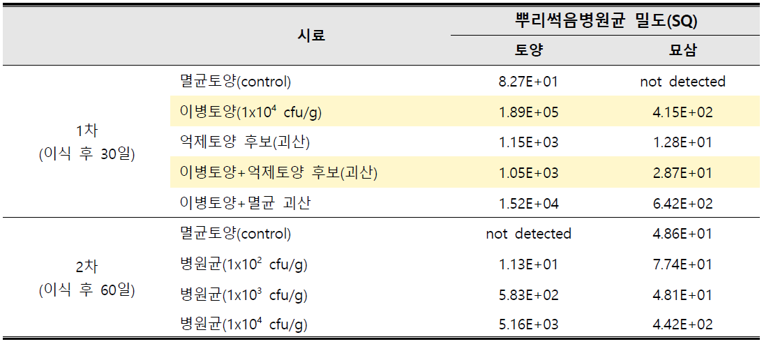 묘삼(2년생)을 이용한 뿌리썩음병 생물 검정