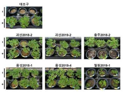 묘삼(2년생)을 이용한 억제토양 스크리닝(-; 억제토양 후보, +; 억제토양 후보+병원균, 접종 후 8주경과)
