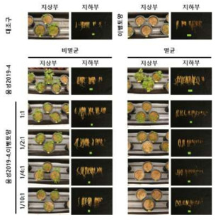 뿌리썩음병 억제토양과 이병토양 혼합비율에 따른 병 억제 능력 검정