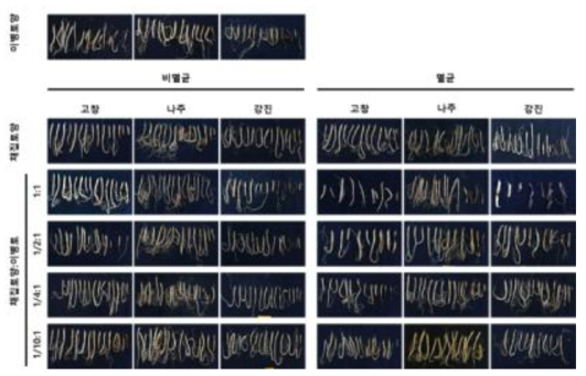 ’21년 채집토양의 인삼 뿌리썩음병 생물검정