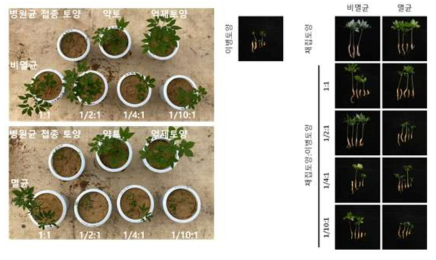 억제토양(음성2019-4)의 인삼 뿌리썩음병 생물검정