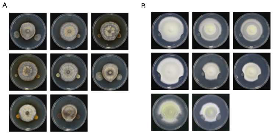 뿌리썩음병원균 억제 효과 기내검정. A: I. mors-panacis, B: F. solani