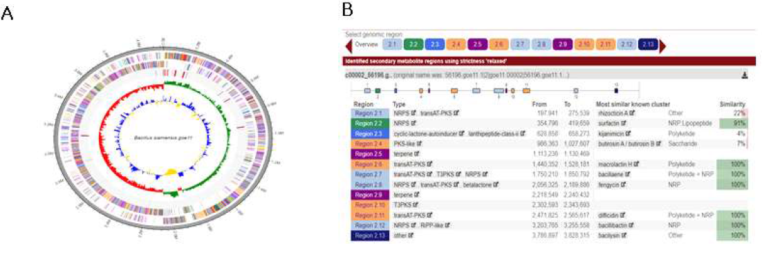 B. velegensis goe11의 유전체 분석. A: 유전체지도, B: 이차대사산물 분석