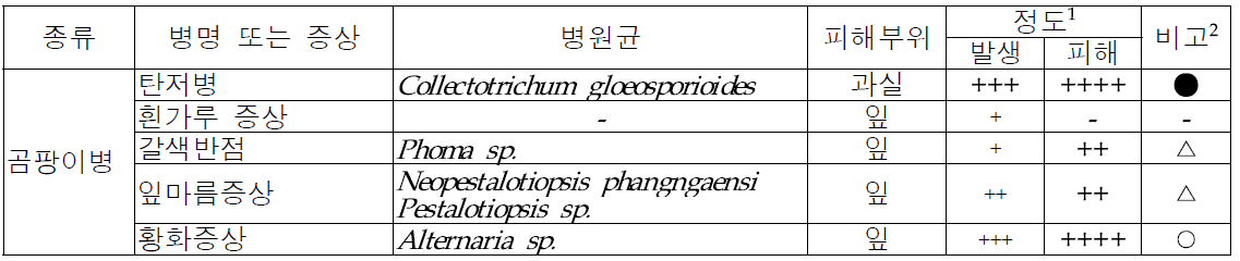 올리브 주요 병 종류 및 특징