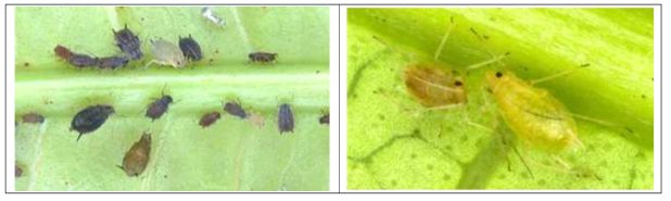 목화진딧물(좌)와 복숭아혹진딧물(우)