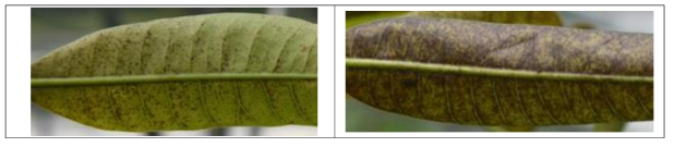 차먼지응애와 잎 뒷면 피해 초기(좌)과 후기(우)
