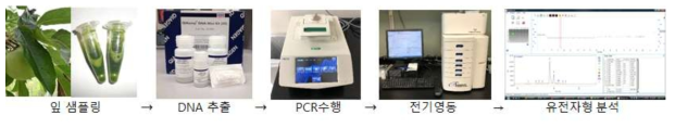 유전자원 분자표지 유전자형 분석 방법