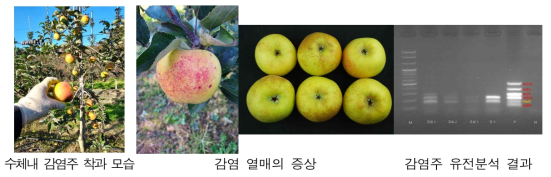 ASGV와 사과바이로이드(ASSVd, Apple scar skin viroid)가 복합 감염된 ‘시나노골드’