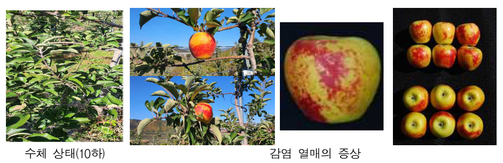 ASGV와 ASPV(사과줄기홈바이러스; Apple stem pitting virus)에 복합 감염된 ‘시나노골드’