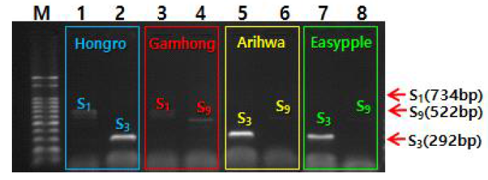 사과 ‘아리화’, ‘이지플’ 자가불화합유전자형 PCR 분석결과