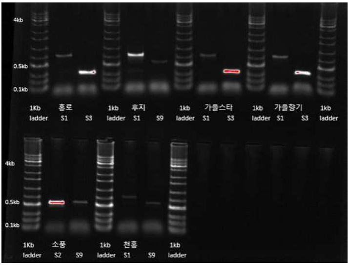 주요 사과 소과종의 자가불화합유전자형 PCR 분석결과
