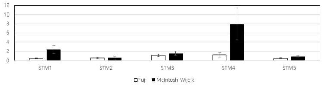 측지발생조절유전자 MdSTM 실시간발현 분석(좌: Fuji(대조), 우: McIntosh Wijcik)
