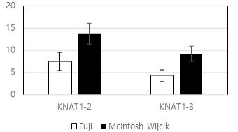 측지발생조절유전자 MdKNAT1 실시간발현 분석(좌: Fuji(대조), 우: McIntosh Wijcik)