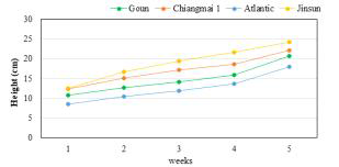 2020/2021 치앙마이 CMRARC(Khunwang)에서 동계 비닐하우스재배에서 DOA 및 RDA에서 육성한 4품종의 초장 변화