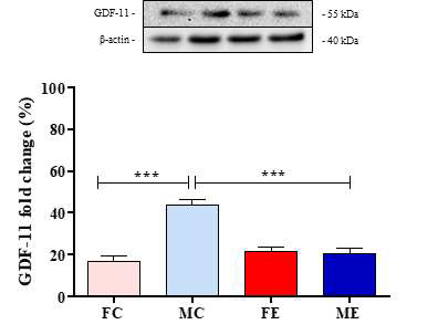 GDF-11