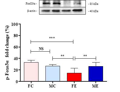 p-FoxO3α