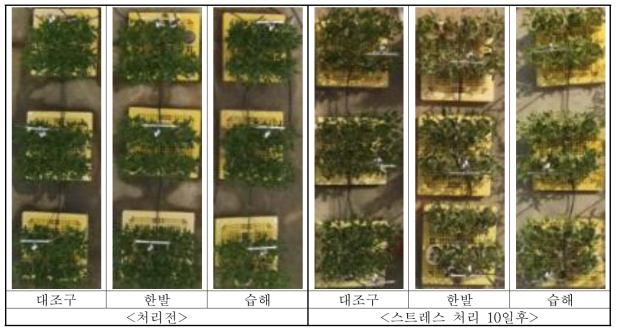 수분 스트레스 처리에 따른 콩 생육 영상비교