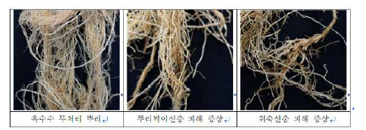 옥수수 재배지 검출 선충의 뿌리 피해증상