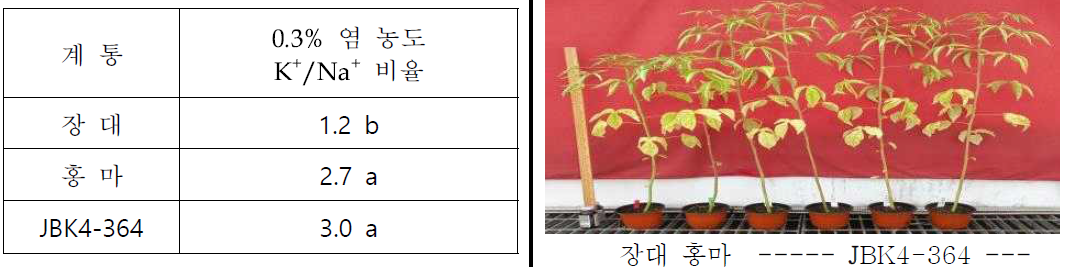 0.4% 간척지 시험구에서 선발 계통 생존율 및 건중 향상