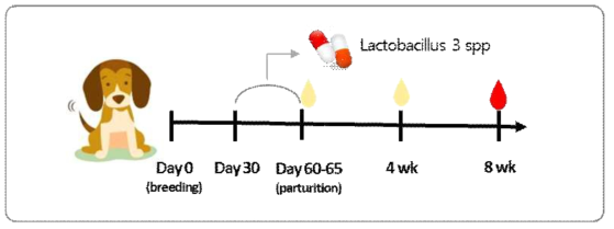 모견에서 임신 후반기 유산균 급여 및 모견, 자견에서의 샘플 채취 개요