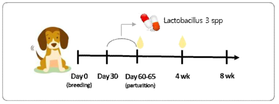 모견에서 임신 후반기 유산균 급여 및 모견에서의 샘플 채취 개요