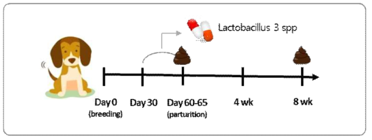 모견에 프로바이오틱스 급여가 자견의 장내 미생물총 변화에 미치는 영향 분석을 위한 샘플 채취 개요