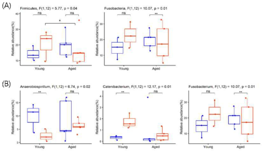 신바이오틱스 급여 전후 Young, Aged 그룹에서 미생물 군집의 변화를 taxanomy abundance로 phylum(A) 및 genus(B) level에서 분석한 결과