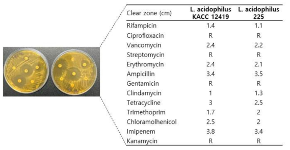 L. acidophilus의 대표 균주와 비교한 225번 균주의 항생제 내성 테스트 결과